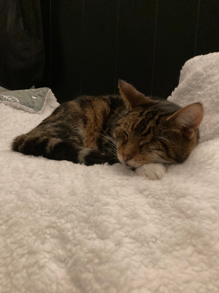 A cat that is light and dark brown is sleeping partially curled up with her chin resting on a white paw. She is on a sherpa-esque white blanket and looks comfortable.